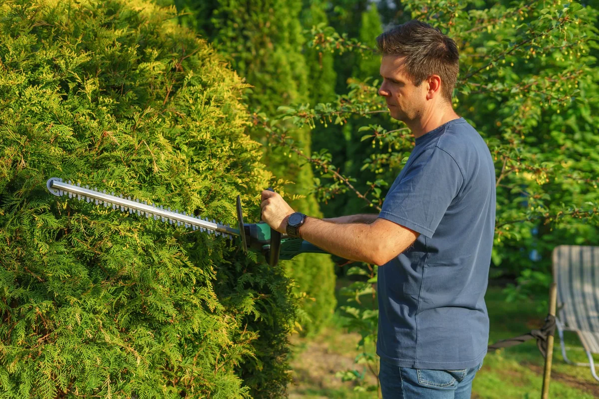 Paysagiste taillant une haie dans un jardin