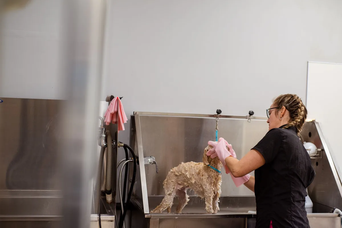 Toiletteuse prenant soin d'un chien dans son salon de toilettage