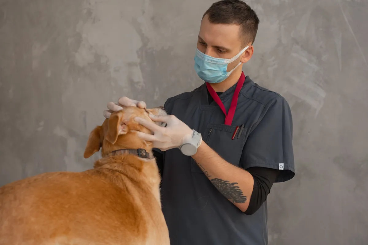 Vétérinaire examinant un chien en clinique vétérinaire