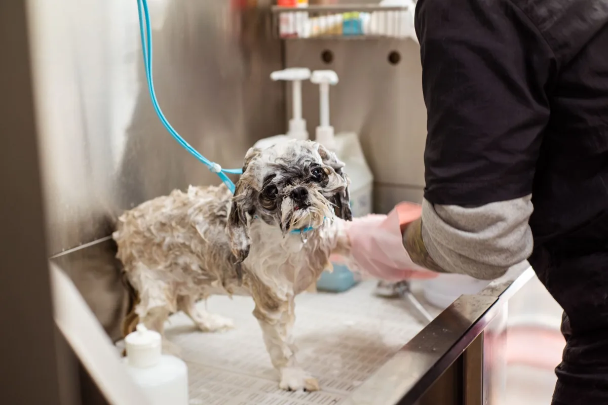 Un shih tzu mouillé debout dans le bac de lavage d'un salon de toilettage, lavé par une toiletteuse aux gants roses.